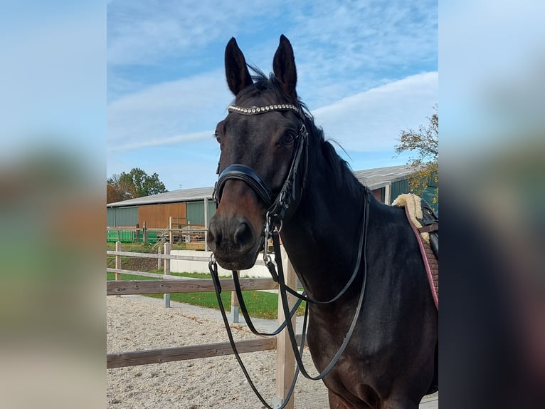 Hanovrien Hongre 10 Ans 174 cm Bai brun foncé in Hilden