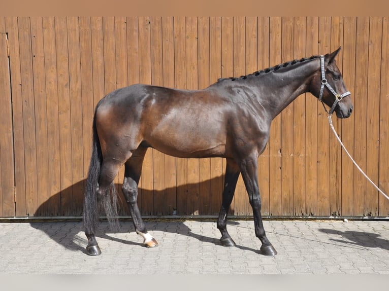 Hanovrien Hongre 10 Ans 174 cm Bai brun foncé in Hilden