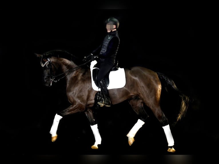 Hanovrien Hongre 10 Ans 174 cm Bai brun foncé in Massing