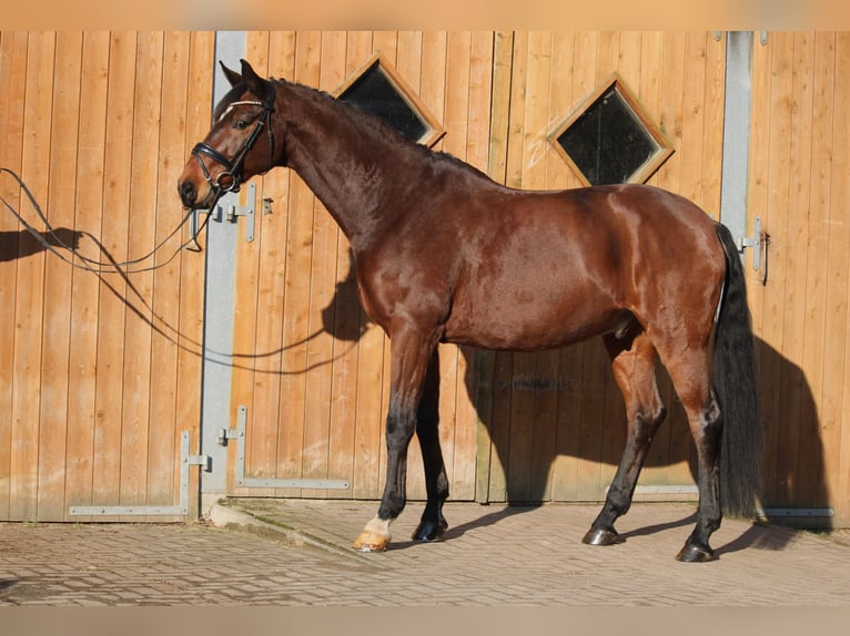 Hanovrien Hongre 10 Ans 174 cm Bai in Groß Ippener