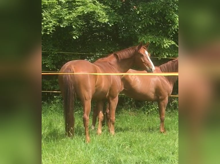 Hanovrien Hongre 10 Ans 175 cm Alezan in Kirchhain