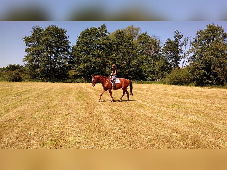 Hanovrien Hongre 10 Ans 175 cm Alezan in Kirchhain