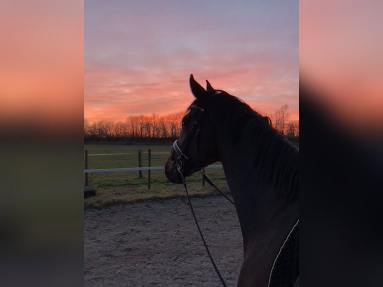 Hanovrien Hongre 10 Ans 175 cm Bai brun in Bassum