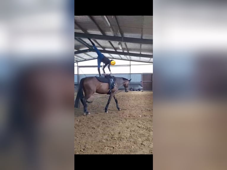 Hanovrien Hongre 10 Ans 175 cm Bai brun in Bassum