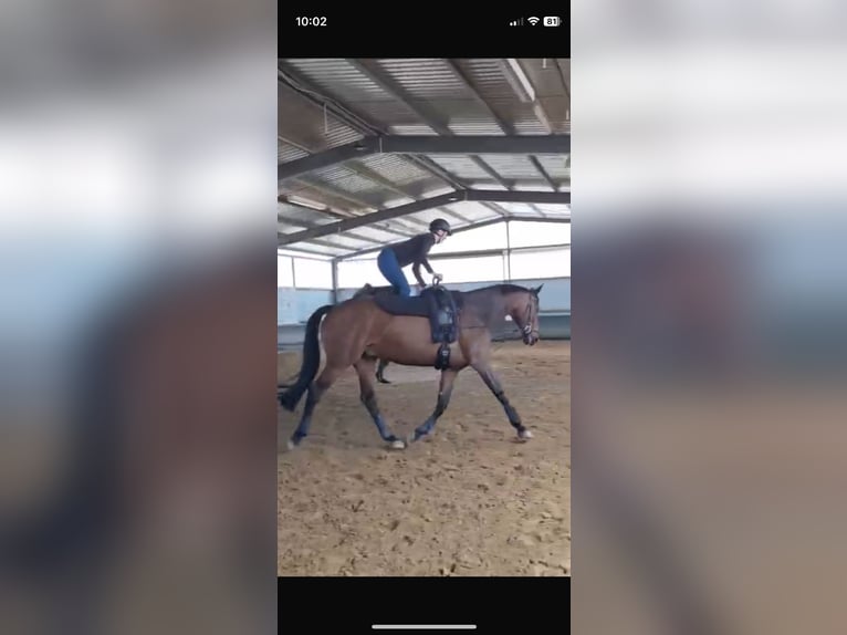 Hanovrien Hongre 10 Ans 175 cm Bai brun in Bassum