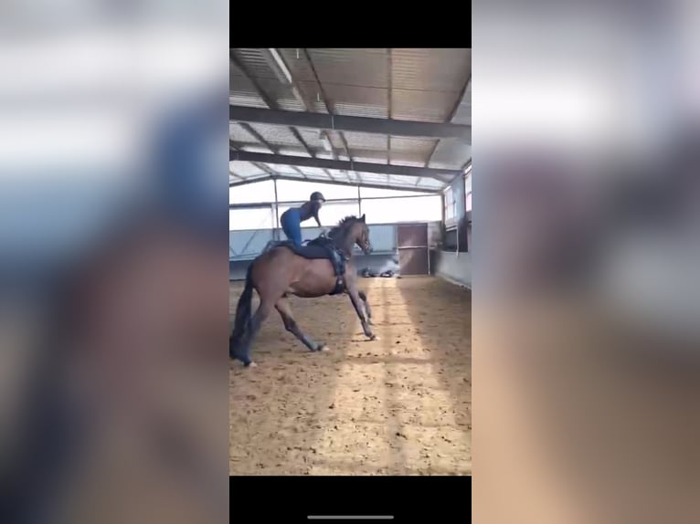 Hanovrien Hongre 10 Ans 175 cm Bai brun in Bassum