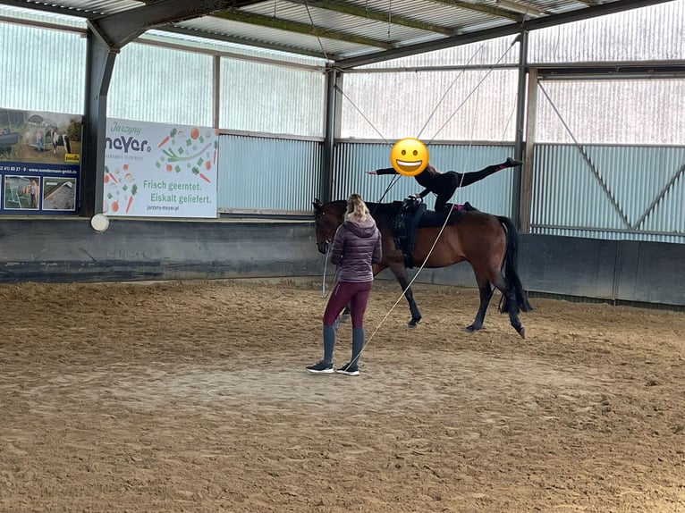 Hanovrien Hongre 10 Ans 175 cm Bai brun in Bassum
