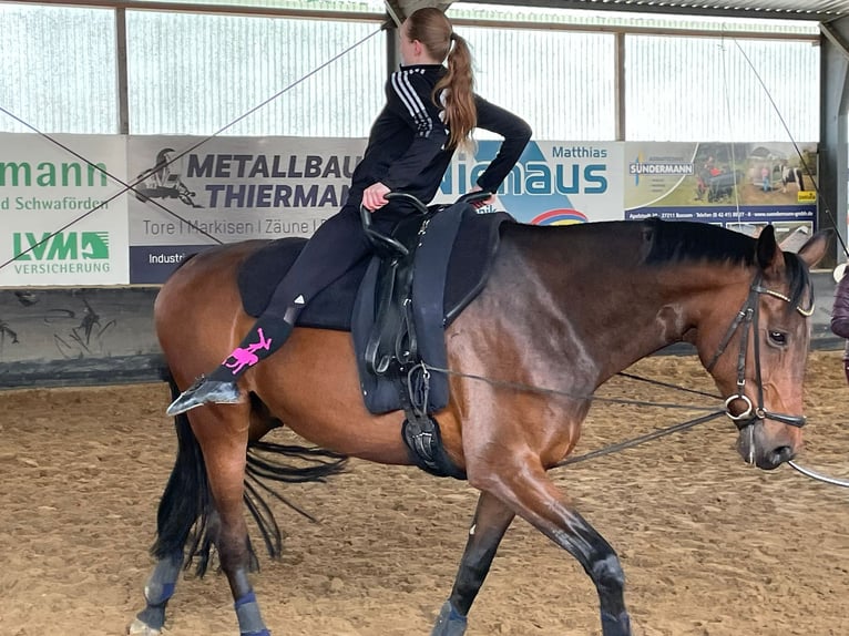 Hanovrien Hongre 10 Ans 175 cm Bai brun in Bassum
