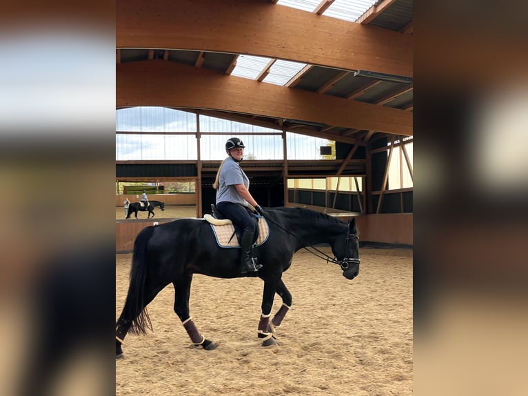 Hanovrien Hongre 10 Ans 175 cm Bai brun foncé in Landesbergen