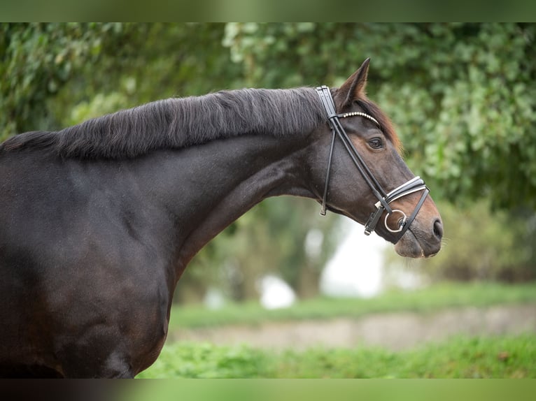 Hanovrien Hongre 10 Ans 176 cm Bai brun in Grefrath