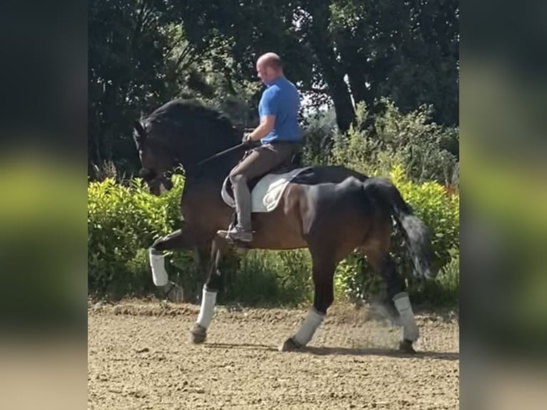 Hanovrien Hongre 10 Ans 176 cm Bai brun in Grefrath