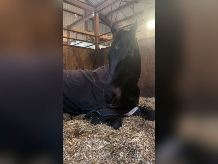 Hanovrien Hongre 10 Ans 176 cm Bai brun foncé in Freinwill