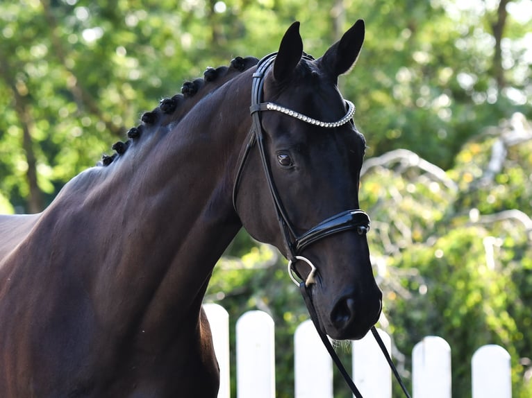 Hanovrien Hongre 10 Ans 176 cm Bai brun foncé in Freinwill