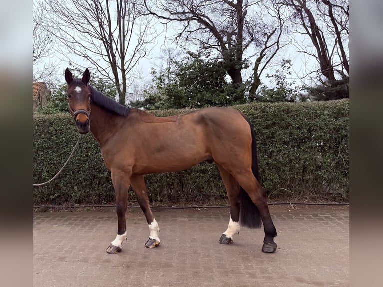 Hanovrien Hongre 10 Ans 176 cm Bai in Willich