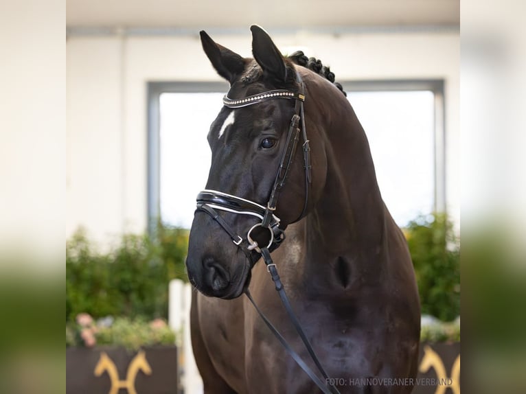 Hanovrien Hongre 10 Ans 176 cm Noir in Verden