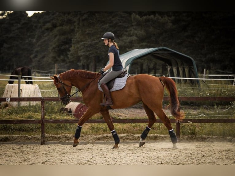 Hanovrien Hongre 10 Ans 177 cm Alezan in Schneverdingen