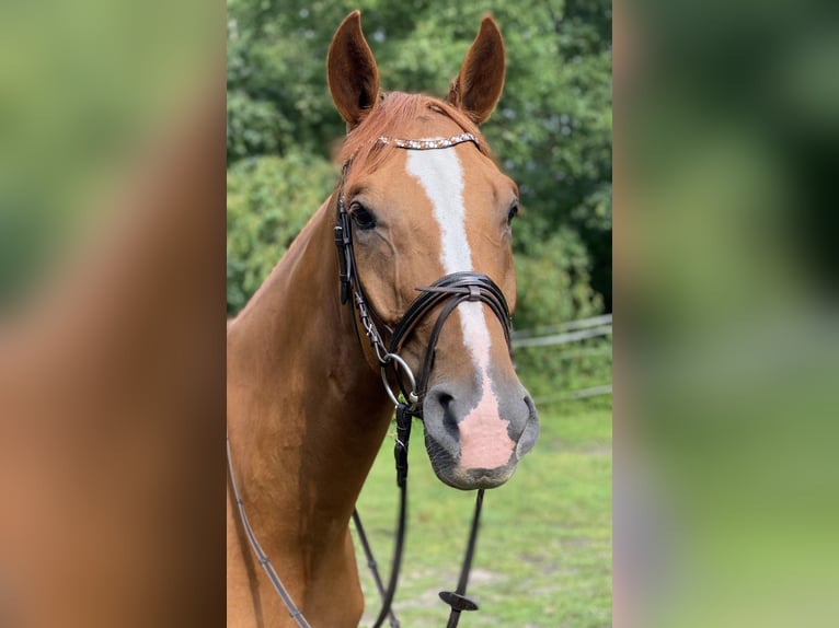 Hanovrien Hongre 10 Ans 177 cm Alezan in Schneverdingen