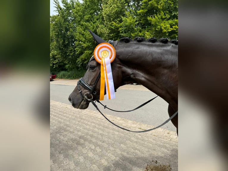 Hanovrien Hongre 10 Ans 178 cm Bai brun foncé in Apelern