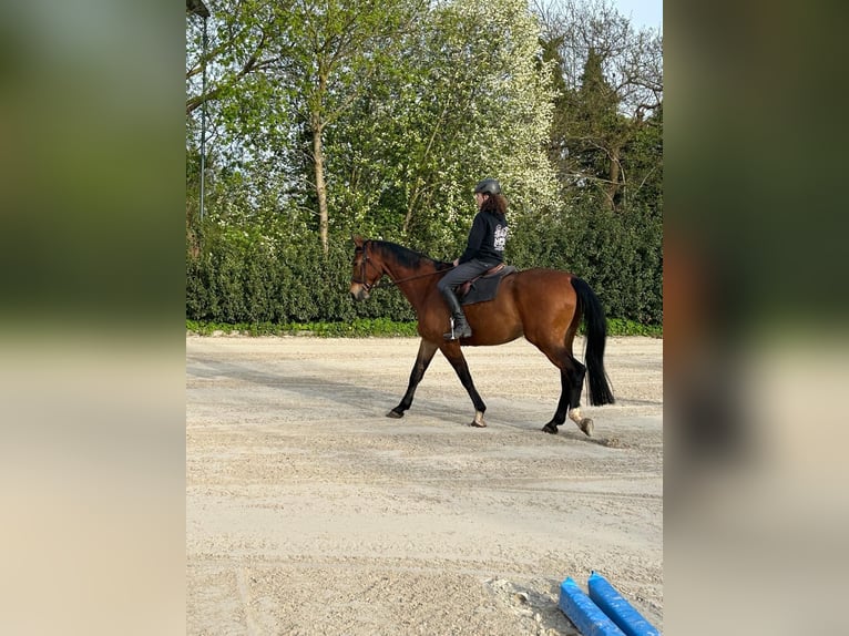 Hanovrien Hongre 10 Ans 178 cm Bai in Seevetal
