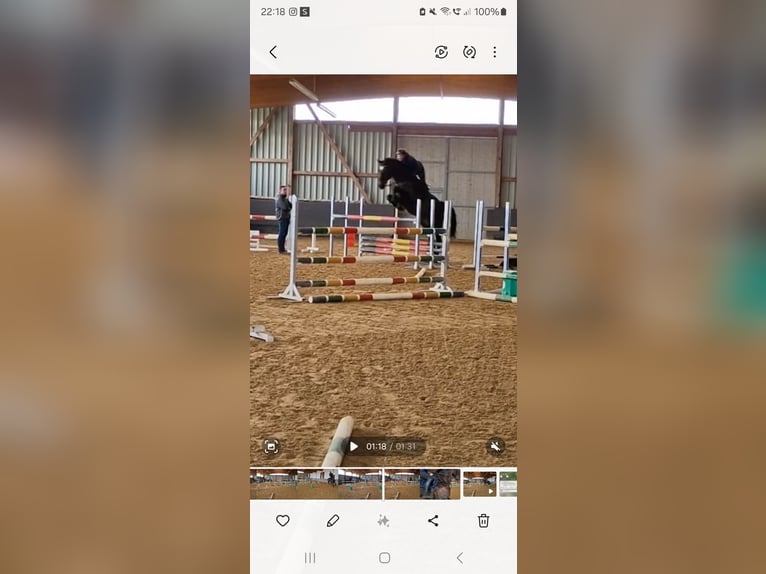 Hanovrien Hongre 10 Ans 180 cm Bai in L&#xF6;rrach
