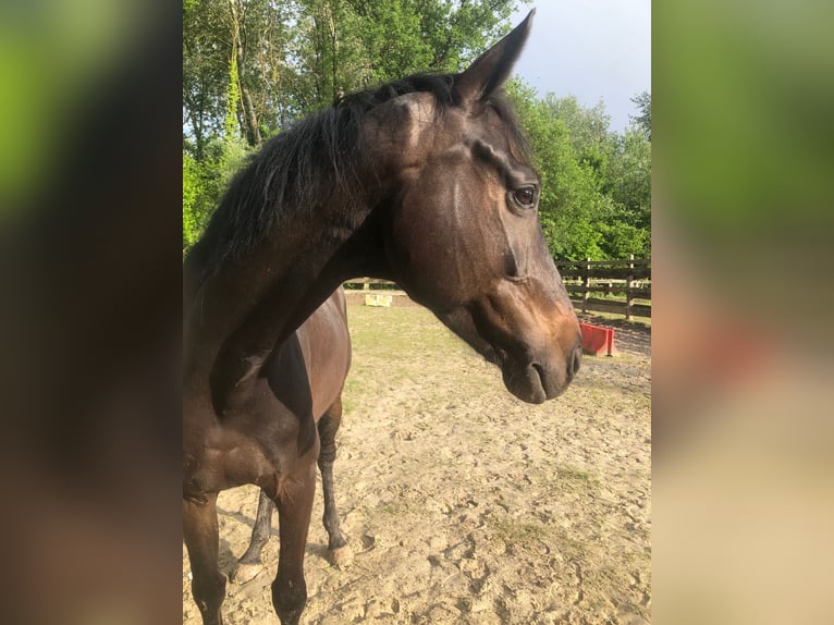 Hanovrien Hongre 10 Ans Bai brun foncé in LONGPONT