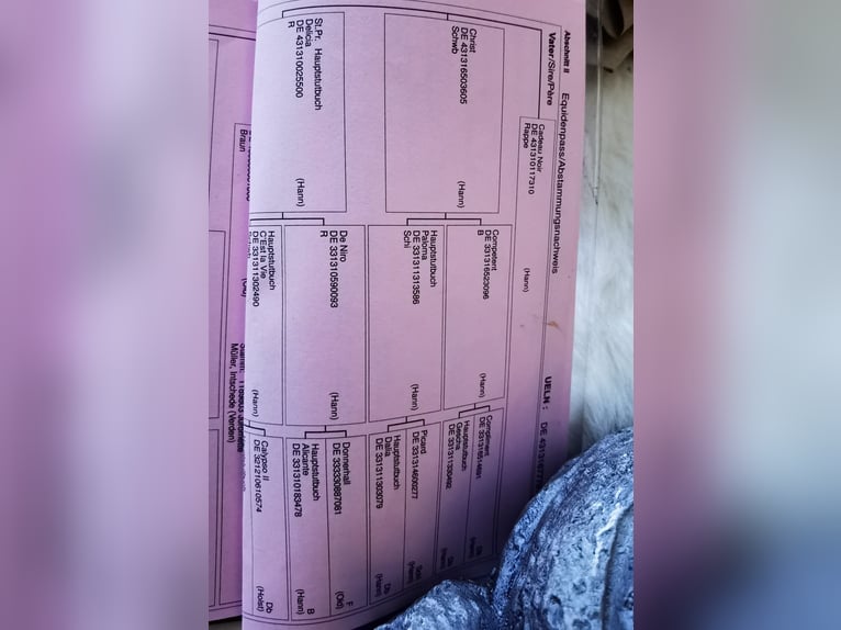 Hanovrien Hongre 10 Ans Bai in Achern