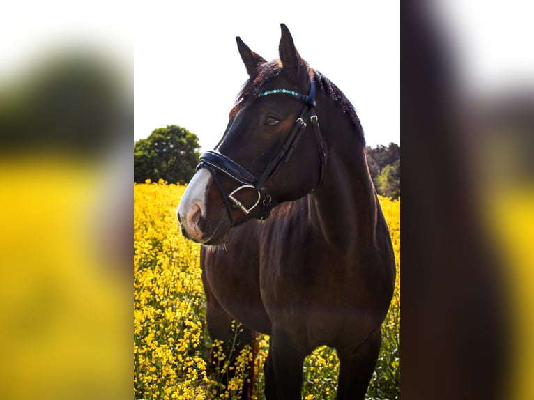 Hanovrien Hongre 11 Ans 164 cm Bai brun in Colbitz