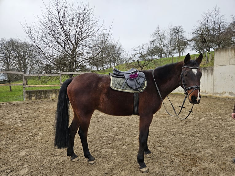 Hanovrien Hongre 11 Ans 164 cm Bai in Klettgau