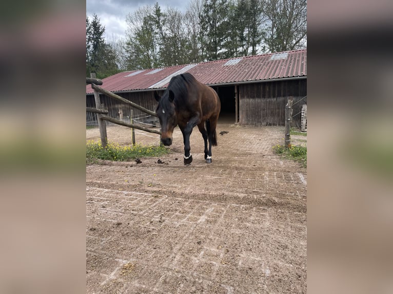 Hanovrien Hongre 11 Ans 165 cm Bai in Sachsenheim