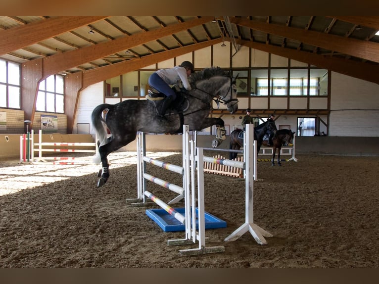 Hanovrien Hongre 11 Ans 165 cm Gris in Kamen