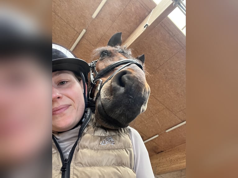 Hanovrien Hongre 11 Ans 166 cm Bai in München