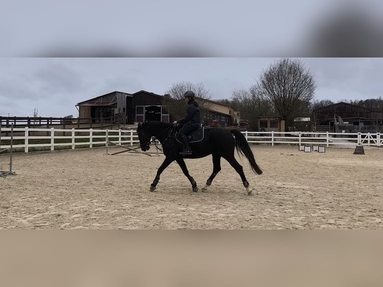 Hanovrien Hongre 11 Ans 166 cm Noir in Bamberg