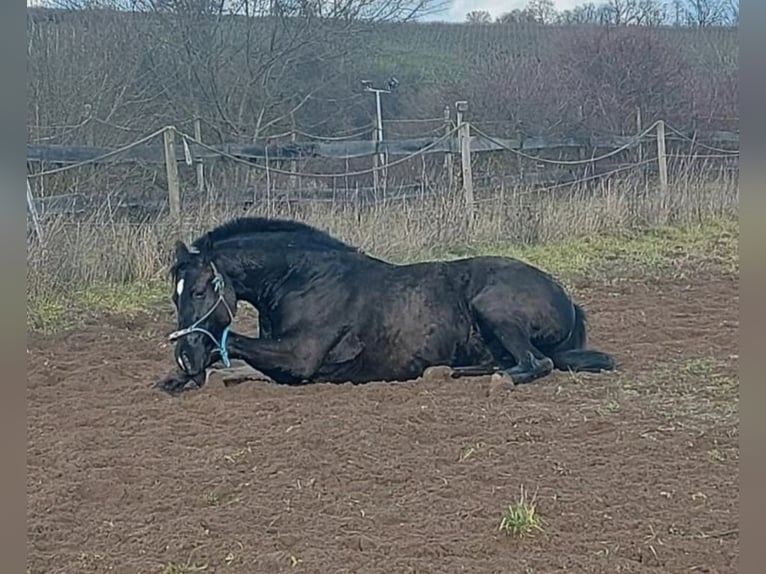Hanovrien Hongre 11 Ans 166 cm Noir in Bamberg