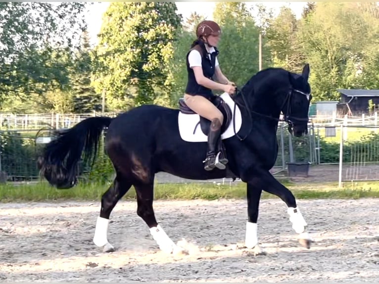 Hanovrien Hongre 11 Ans 166 cm Noir in Höxter