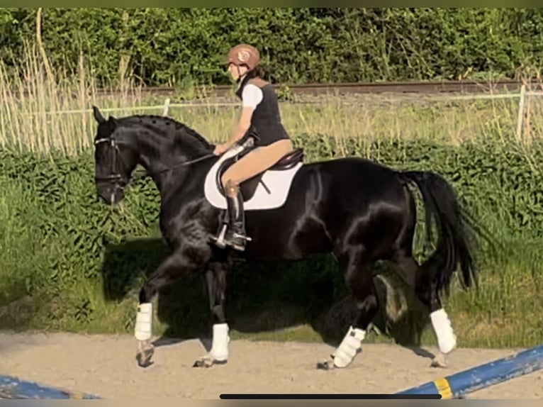 Hanovrien Hongre 11 Ans 166 cm Noir in Höxter