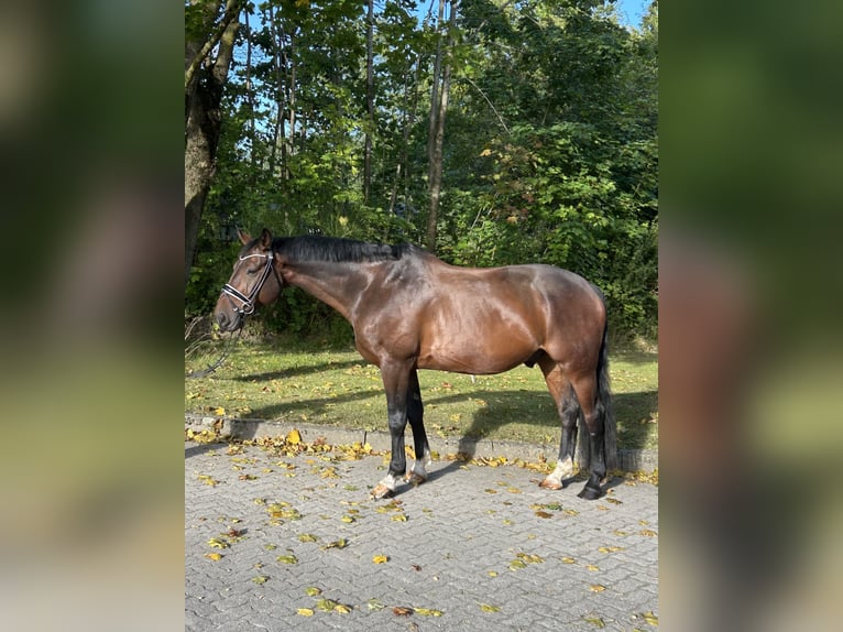 Hanovrien Hongre 11 Ans 167 cm Bai brun in Henstedt-Ulzburg Hanovrien Hongre 11 Ans 167 cm Bai brun in Henstedt-Ulzburg