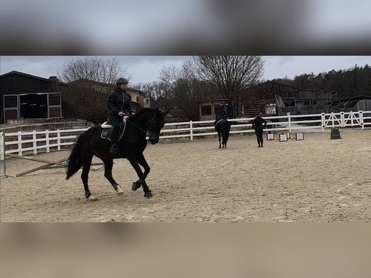 Hanovrien Hongre 11 Ans 168 cm Bai brun foncé in Bamberg