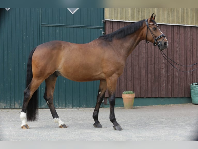 Hanovrien Hongre 11 Ans 168 cm Bai in Hungen