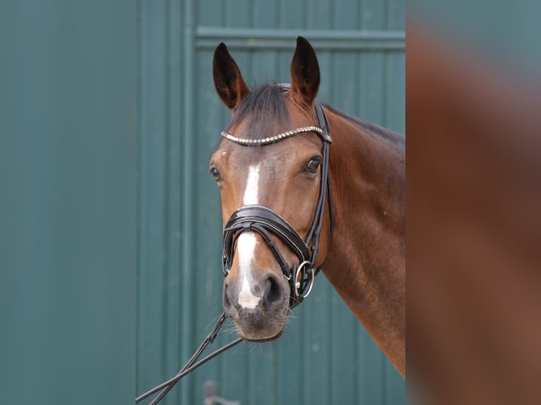 Hanovrien Hongre 11 Ans 168 cm Bai in Hungen