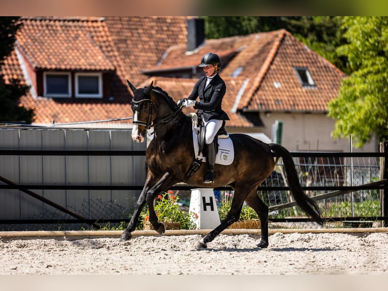Hanovrien Hongre 11 Ans 168 cm Bai in Landesbergen