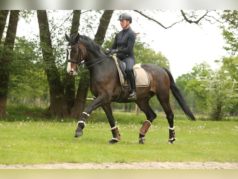Hanovrien Hongre 11 Ans 168 cm Bai in Landesbergen