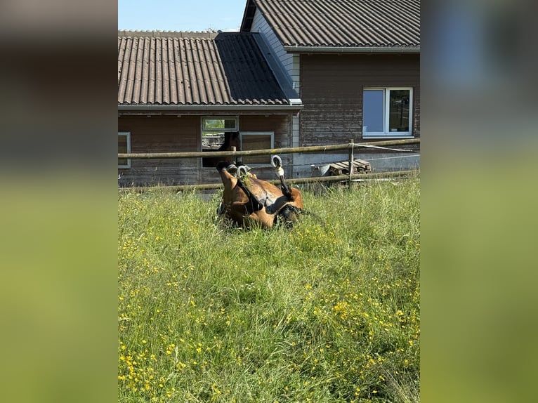 Hanovrien Hongre 11 Ans 168 cm Bai in Zezikon