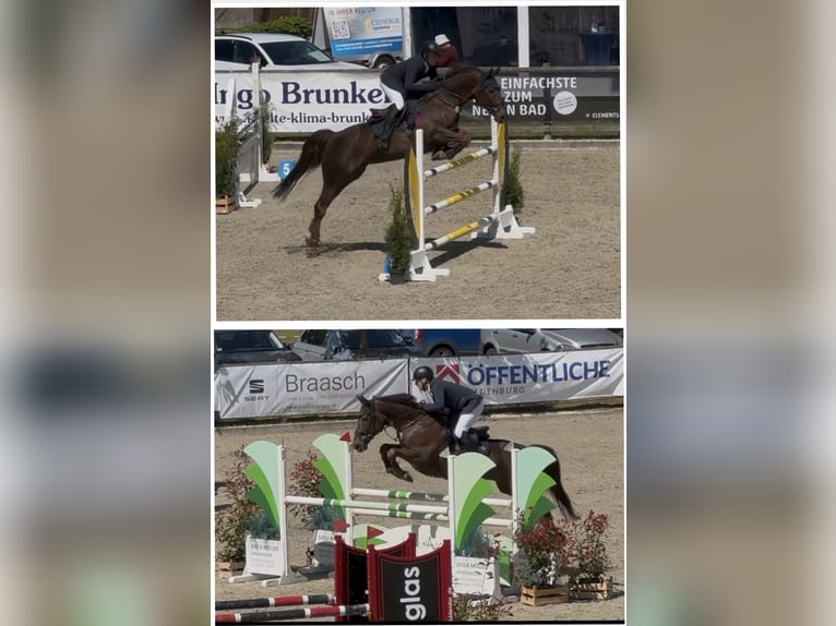 Hanovrien Hongre 11 Ans 170 cm Alezan brûlé in Lohne (Oldenburg)
