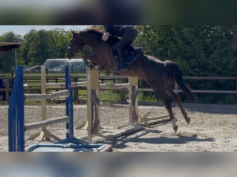 Hanovrien Hongre 11 Ans 170 cm Alezan brûlé in Lohne (Oldenburg)