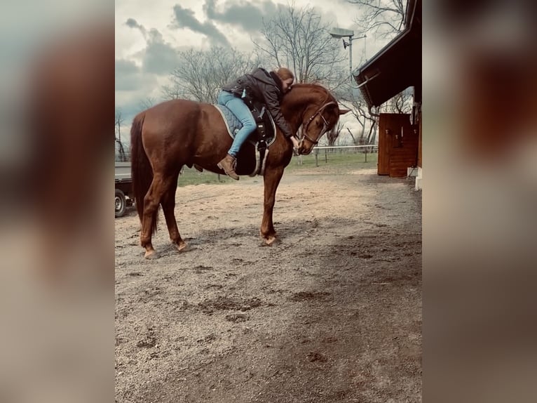 Hanovrien Hongre 11 Ans 170 cm Alezan in Belgern