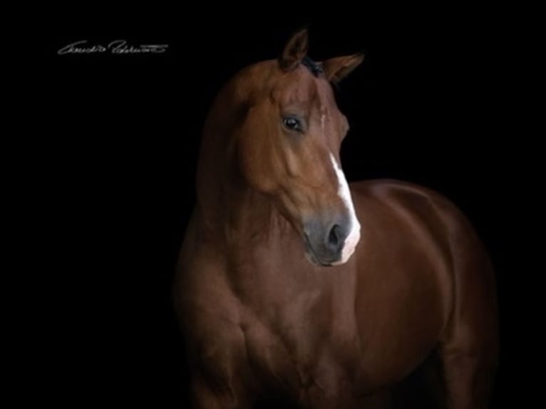 Hanovrien Hongre 11 Ans 170 cm Bai in BruckBruck