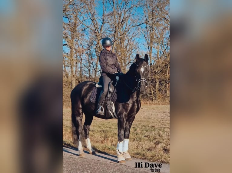 Hanovrien Hongre 11 Ans 170 cm  in Crailsheim