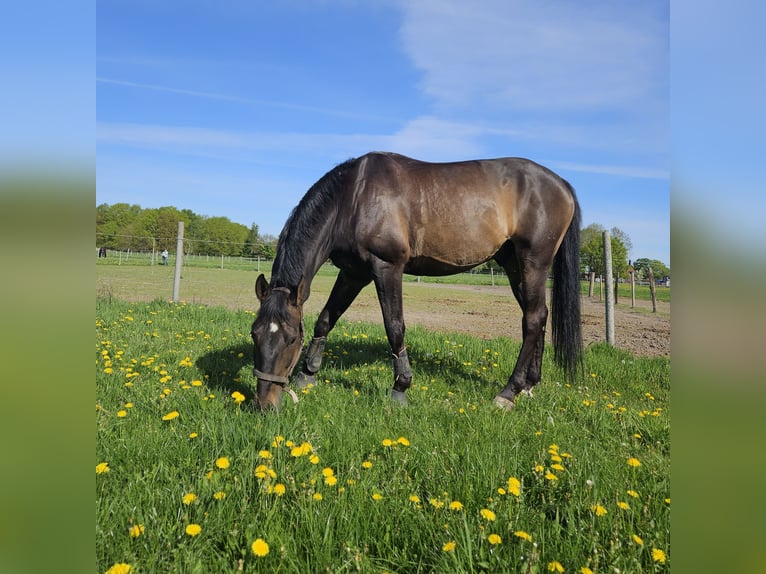 Hanovrien Hongre 11 Ans 170 cm  in Neu Wulmstorf