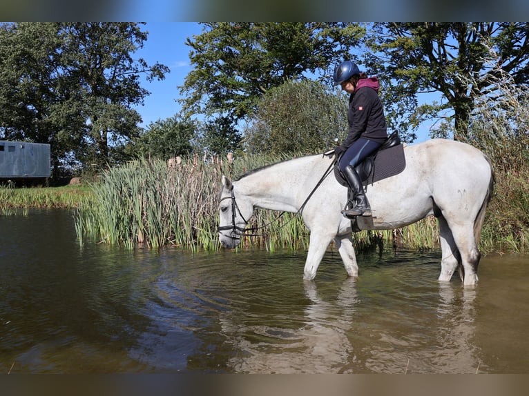 Hanovrien Hongre 11 Ans 170 cm Gris in Tangstedt