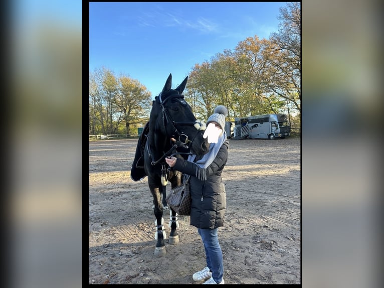 Hanovrien Hongre 11 Ans 170 cm Noir in Schenefeld